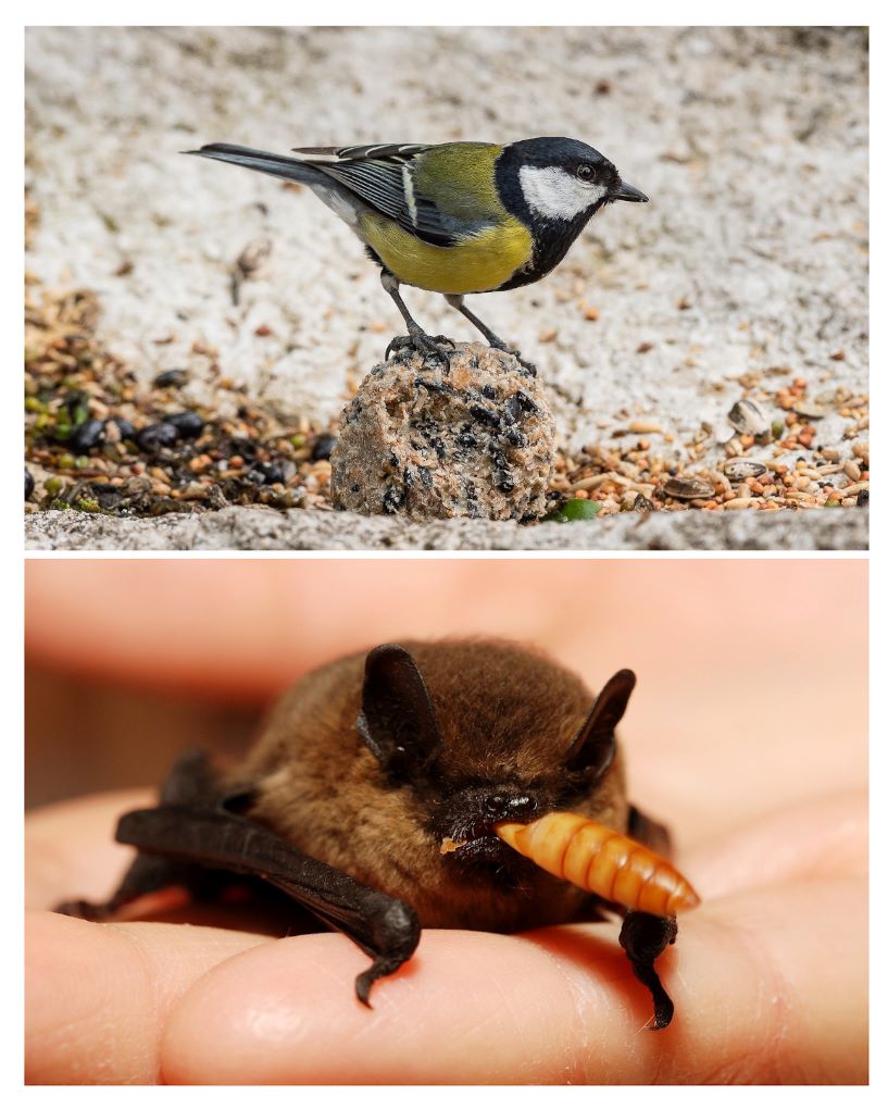 Carbonero común (arriba) y murciélago Pipistrellus sp. (abajo), dos especies que comúnmente habitan cajas nido