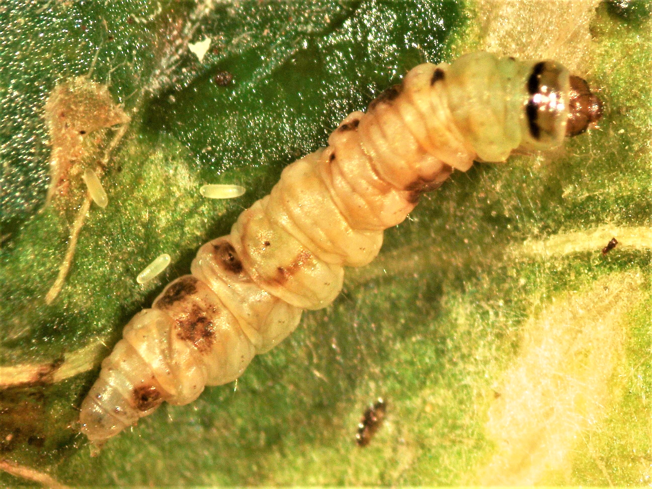 Huevos de Necremnus junto a larva de Tuta parasitada
