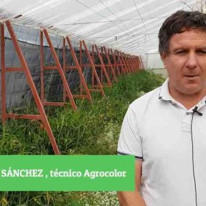Culticonsejo: Plantas idóneas como reserva  de «bichos» en el invernadero