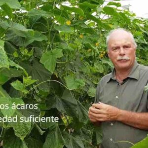 Culticonsejo: La humidificación en el invernadero con control biológico