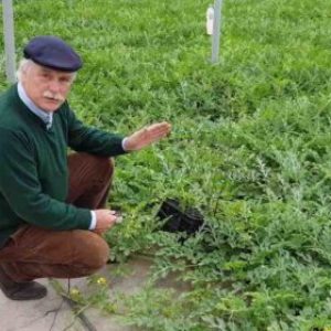 Culticonsejo: Las cerrajas también son buenas para el control biológico