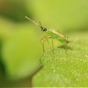 La primera charla sobre control biológico de I Love Bichos en el PITA