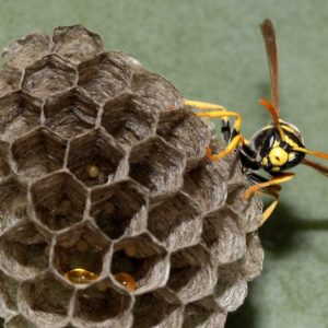 “¿Por qué odiamos a las avispas y amamos a las abejas?”