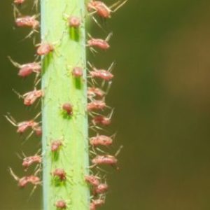 Plantas auxiliares para los «bichos» en cultivos de sandía y melón