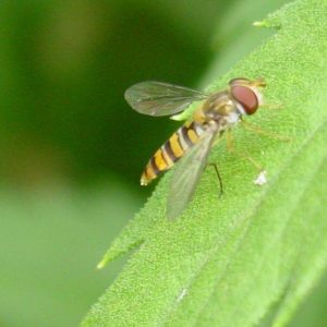 Otra mosca cernícalo como ayuda de la calle