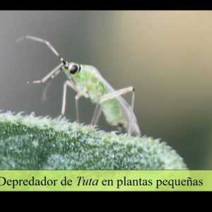 Las prácticas agroecológicas son el futuro del control biológico