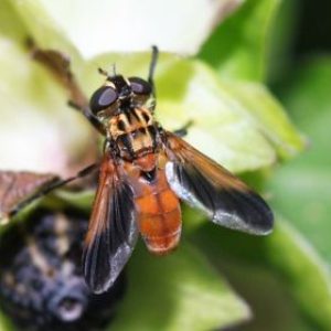 La Trichopoda, control biológico frente a la panderola