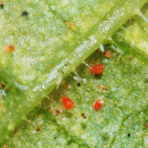 Araña roja en los invernaderos de pimiento de Almería