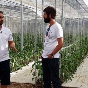 Pautas para el control biológico en el pimiento