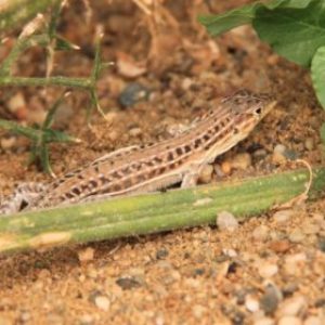 Ayuda de la calle: las lagartijas, únicas para el control biológico de las hormigas