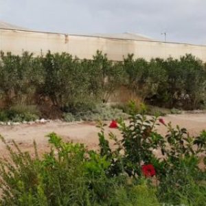 Setos vegetales, reservorios de biodiversidad en los invernaderos