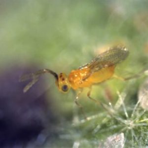 Ayuda de la calle: Unas diminutas avispas, excelentes aliadas contra mosca blanca