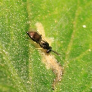 Mensaje unánime sobre la necesidad de un manejo sostenible de Tuta absoluta