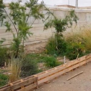 Murgiverde regala a sus agricultores plantas para el control biológico en el invernadero