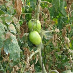 Aumenta la presencia de vasates en Almería